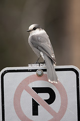 Image showing Gray Jay