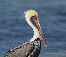 Image showing Brown Pelican, Pelecanus occidentalis