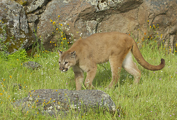 Image showing Mountain Lion