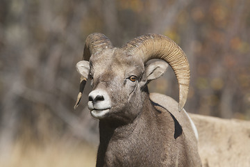 Image showing Big Horn Sheep 