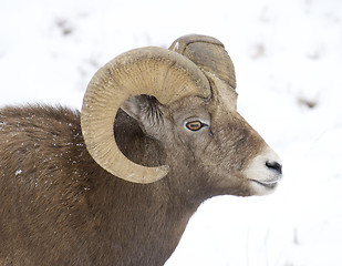 Image showing Bighorn Sheep