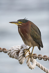 Image showing Green Heron, Butorides virescens