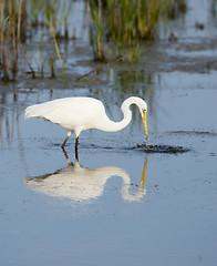 Image showing Great Egret, Ardea alba