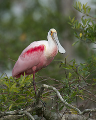 Image showing Roseate Spoonbill, Platalea ajaja