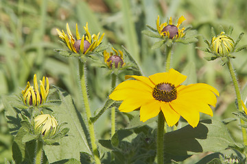 Image showing Yellow Flowers with flower buds