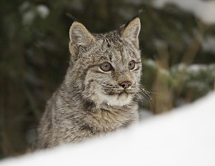 Image showing Lynx