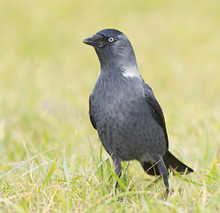 Image showing Jackdaw