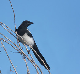 Image showing Black-bill Common Magpie 