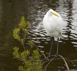 Image showing Great Egret, Ardea alba