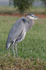 Image showing Great Blue Heron, Ardea herodias