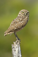 Image showing Burrowing Owl, Athene cunicularia