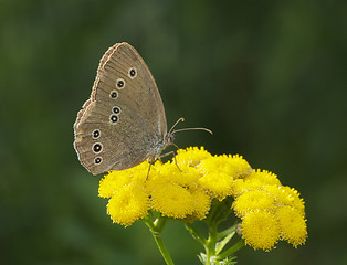 Image showing Spotted Brown Butterfly