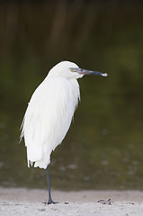 Image showing Reddish Egret, Egretta rufescens