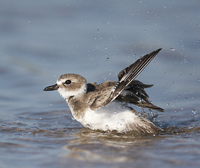 Image showing Wilson's Plover, Charadrius wilsonia