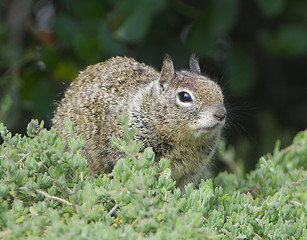 Image showing California Ground Squirrel