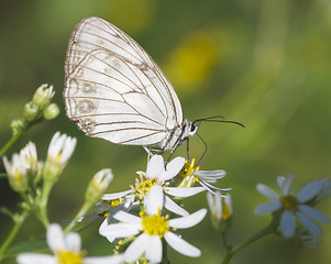 Image showing White Skipper Butterfly