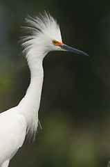 Image showing Snowy Egret, Egretta thula