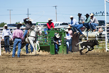 Image showing Calf Roping