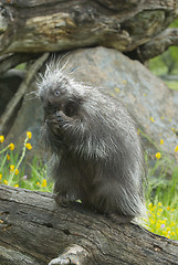 Image showing Porcupine eating on log