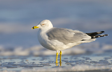 Image showing Herring Gull, Larus delawarensis argentatus