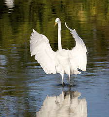 Image showing Great Egret, Ardea alba