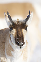 Image showing Pronghorn