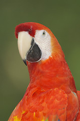 Image showing Macaw, Ara severa