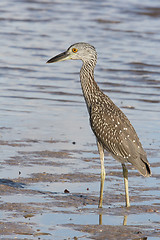 Image showing Adult Yellow-crowned Night Heron, Nyctanassa violacea