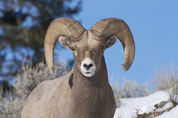 Image showing Bighorn Sheep