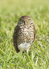 Image showing Burrowing Owl, Athene cunicularia