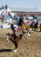 Image showing Saddle Bronc