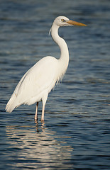 Image showing Great Blue Heron, Ardea herodias