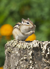 Image showing Siberian Chipmunk