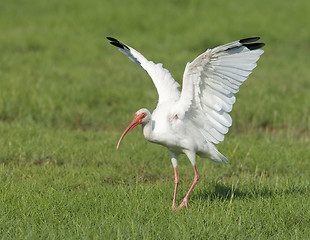 Image showing White Ibis, Eudocimus albus