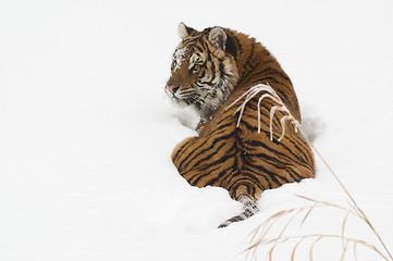 Image showing Amur Tiger