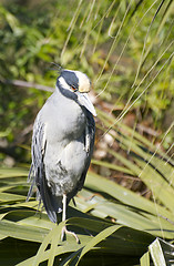 Image showing Adult Yellow-crowned Night Heron, Nyctanassa violacea