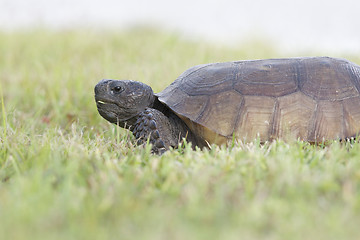 Image showing Endangered Gopher Turtle or Tortoise 