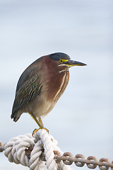 Image showing Green Heron, Butorides virescens