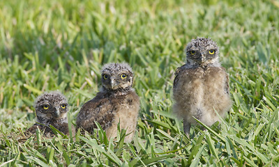 Image showing Burrowing Owl, Athene cunicularia