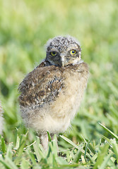 Image showing Burrowing Owl, Athene cunicularia