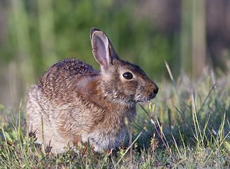 Image showing Eastern Cottontail