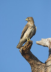 Image showing Cooper's Hawk