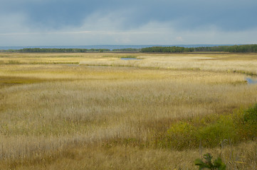 Image showing Marsh or Open Wetland