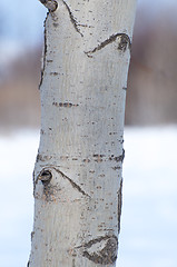 Image showing Bark of the Poplar Tree