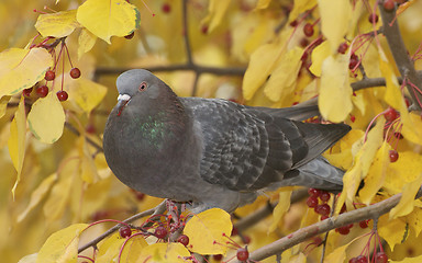 Image showing Feral Pigeon, Columba livia
