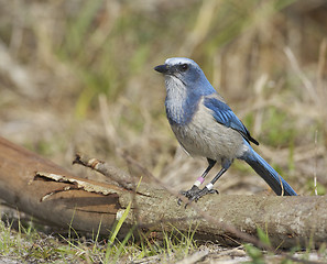 Image showing Endangered Scrub Jay