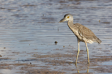 Image showing Adult Yellow-crowned Night Heron, Nyctanassa violacea