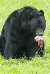Image showing Black Bear