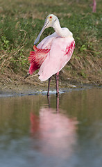 Image showing Roseate Spoonbill, Platalea ajaja