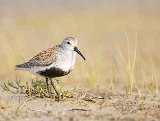 Image showing Black-bellied Plover, Pluvialis squatorola